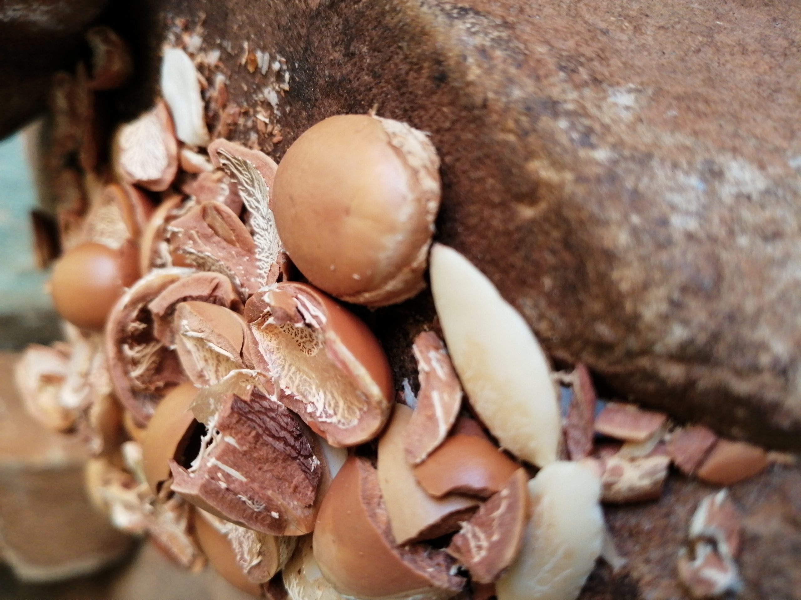 Soins naturels à l'huile d'argan