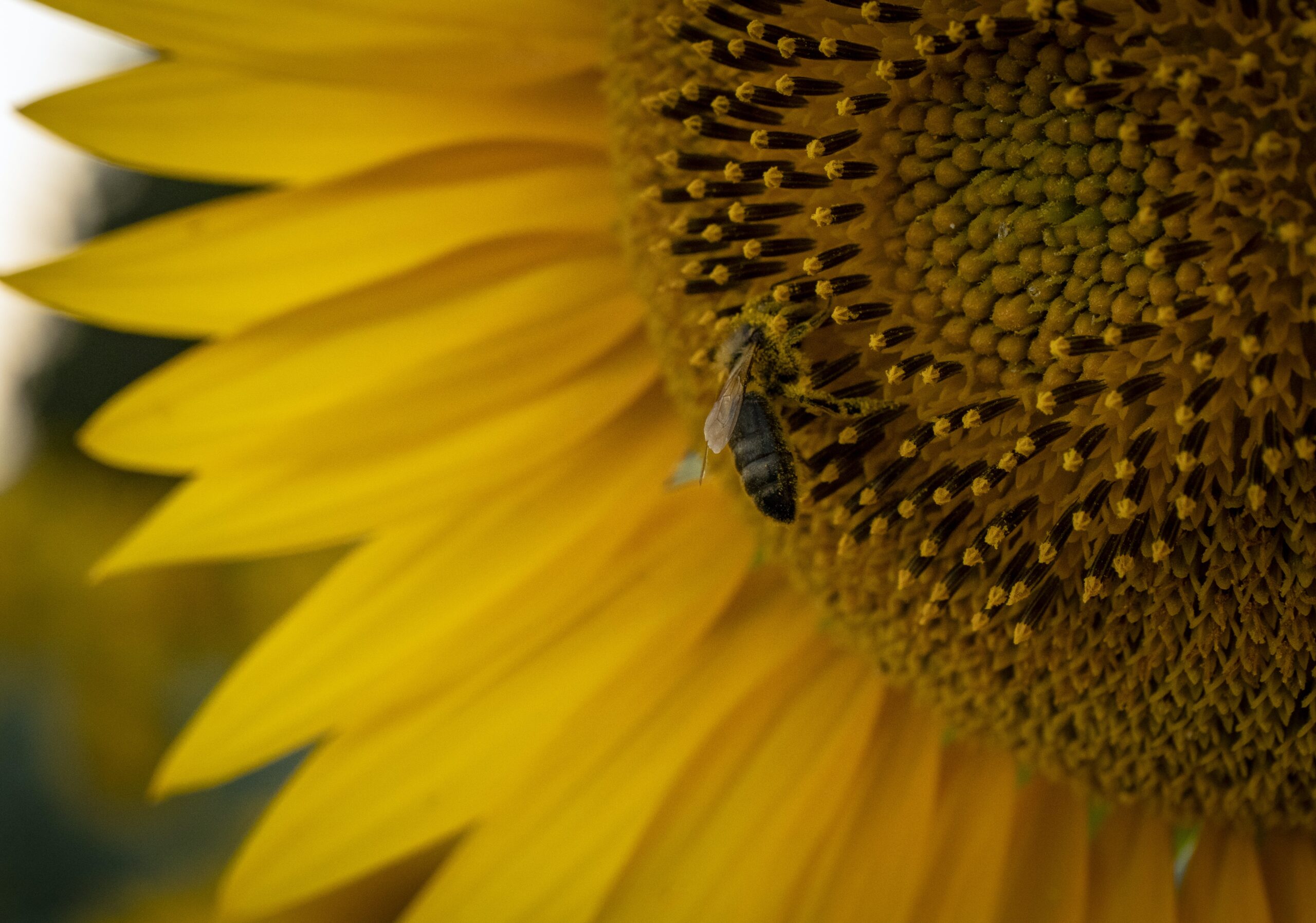 Recettes naturelles à la cire d'abeille